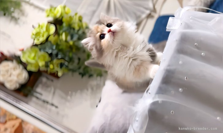 三毛猫やキャリコの誕生率も高く、➕ハチワレは可愛さが別格です！☺︎｜新城　幸恵(しんじょう　ゆきえ)ブリーダー(兵庫県・マンチカンなど・ICC/ECC/JPC登録)の紹介写真6