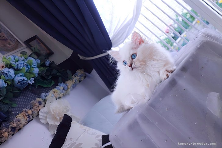 常に猫達に穏やかで、しっかり獣医師にも見せる環境を大切に☆猫達を育て守っています｜新城　幸恵(しんじょう　ゆきえ)ブリーダー(兵庫県・マンチカンなど・ICC/ECC/JPC登録)の紹介写真7