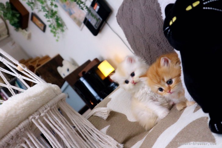 リビングには猫為がアスレチックの様に遊べる猫ファーストの環境です☆｜新城　幸恵(しんじょう　ゆきえ)ブリーダー(兵庫県・マンチカンなど・ICC/ECC/JPC登録)の紹介写真8