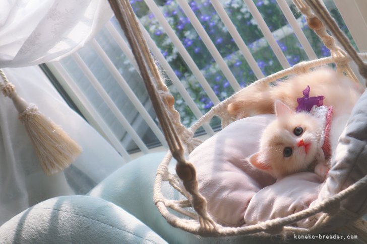 当舎で誕生した、人気の毛色 &ホワイト短足ロングちゃん｜新城　幸恵(しんじょう　ゆきえ)ブリーダー(兵庫県・マンチカンなど・ICC/ECC/JPC登録)の紹介写真9