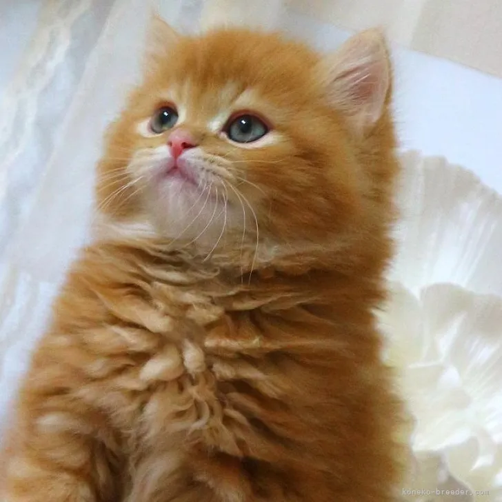 ID：2304-01774の子猫