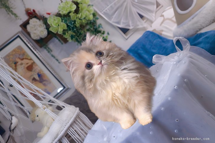 ペルシャ【・女の子・2023年6月10日・ダイリュートキャリコ】