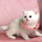 ブリティッシュショートヘア【兵庫県・男の子・2023年3月2日・シェーデッドシルバー】の写真1「4/14撮影。成長ごとにまたUP致します☺︎」