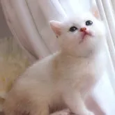 ブリティッシュショートヘア【兵庫県・男の子・2023年3月2日・シェーデッドシルバー】の写真3