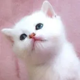 ブリティッシュショートヘア【兵庫県・男の子・2023年3月2日・シェーデッドシルバー】の写真4