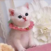 ブリティッシュショートヘア【兵庫県・男の子・2023年3月2日・シェーデッドシルバー】の写真5