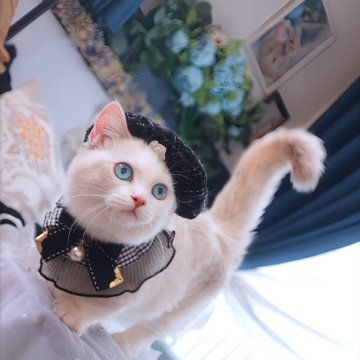 ミヌエット(短足)【兵庫県・女の子・2025年7月14日・ライラックト-ティ-ポイント・ハ-レクイン(青い瞳（ふわモチショートヘア）】の写真「数千匹に1頭とも言われる青い瞳の希少☆三毛極短足☆」