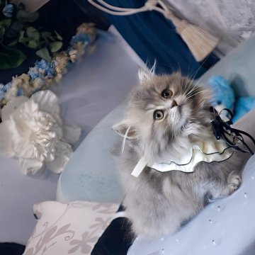 ミヌエット(短足)【兵庫県・男の子・2025年9月2日・ブルークリーム（ふわふわのロングコート）】の写真「モデルキャット級☆性格、毛色、顔立ち完璧な男の子☆」