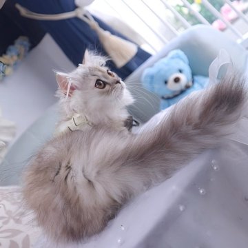 ミヌエット(短足)【兵庫県・女の子・2025年9月2日・シェーデッドシルバーパッチドダビー（ふわふわロングコート）】の写真「ご家族様の推しアイドルになれるクリクリ瞳極短足少女」