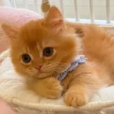 ミヌエット(短足)【兵庫県・男の子・2024年11月28日・レッド】の写真1「とても性格が良いです☺︎一緒にいて本当に癒しです⭐︎」