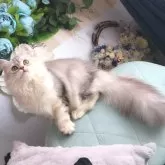 ミヌエット(長足)【兵庫県・女の子・2024年10月15日・シェーデッドシルバーバッチドタビー】の写真1「2025年5月15日(生後7ヶ月)までにお迎えがなかった場合は、当舎の母猫候補となります」