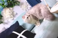 ミヌエット(長足)【兵庫県・女の子・2024年10月15日・シェーデッドシルバーバッチドタビー】の写真9