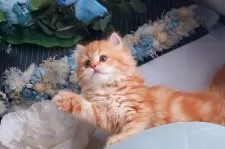 マンチカン(長足)【兵庫県・女の子・2025年6月25日・レッドマッカレルタビー】の写真7