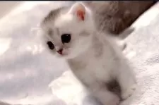 マンチカン(長足)【兵庫県・女の子・2025年2月20日・シルバータビー】の写真3