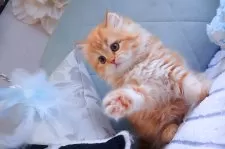 マンチカン(長足)【兵庫県・女の子・2025年6月25日・レッドマッカレルタビー】の写真2