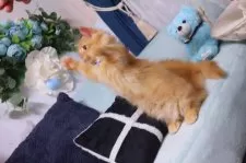 ミヌエット(短足)【兵庫県・男の子・2024年11月28日・レッド】の写真3「マンチ立ちも上手です☺︎♪」