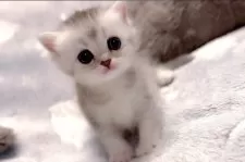 マンチカン(長足)【兵庫県・女の子・2025年2月20日・シルバータビー】の写真4