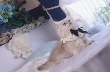 ミヌエット(短足)【兵庫県・女の子・2025年9月2日・シェーデッドシルバーパッチドダビー】の写真7