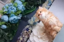 マンチカン(長足)【兵庫県・女の子・2025年6月25日・レッドマッカレルタビー】の写真9