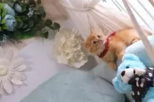 ミヌエット(短足)【兵庫県・男の子・2024年11月28日・レッド】の写真7