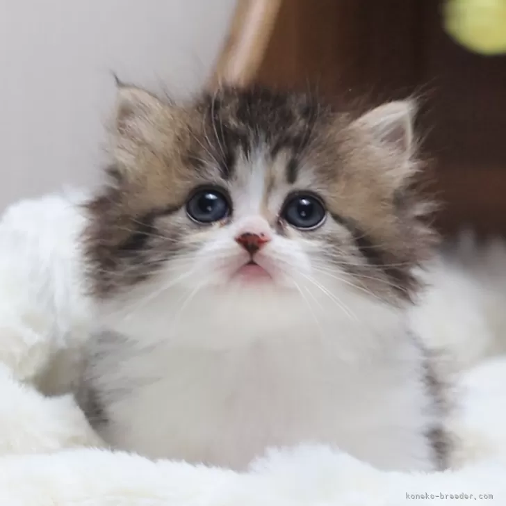 ID:2410-00806の子猫