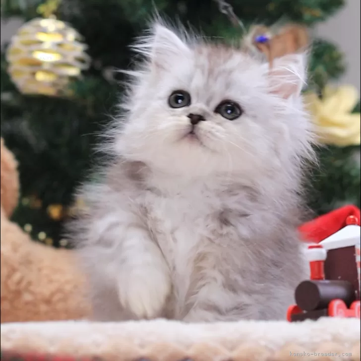 ID：2407-00322の子猫