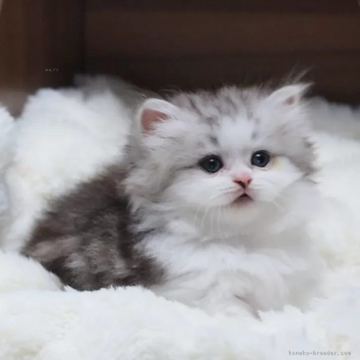 ID:2410-00810の子猫