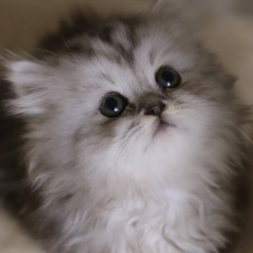 ミヌエット(短足)【埼玉県・女の子・2023年10月5日・シルバーパッチドタビー（フワフワ）】の写真「甘えん坊」