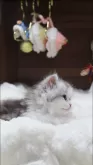 ミヌエット(短足)【埼玉県・女の子・2024年8月26日・シルバータビーホワイト】の写真4