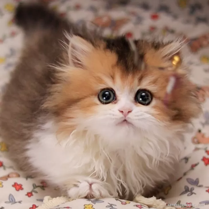 M.K 様のお迎えした子猫