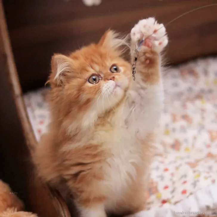 T.R 様のお迎えした子猫