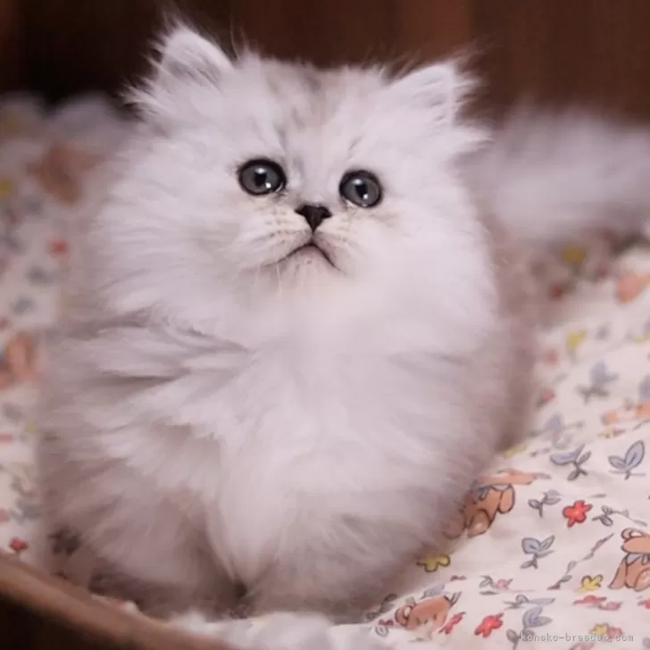 M.K 様のお迎えした子猫