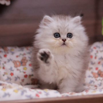 ミヌエット(長足)【埼玉県・男の子・2025年10月12日・シェーデット シルバー】の写真「性格は甘えん坊でおりこうさん」