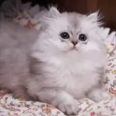 ミヌエット(長足)