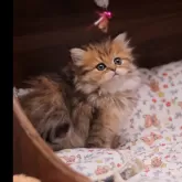 ミヌエット(長足)