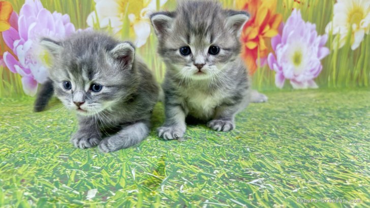 中元梢ブリーダーのブログ：アンちゃんの子猫ちゃん🩷