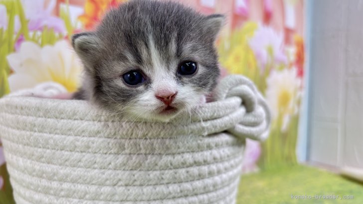 中元梢ブリーダーのブログ：秋ちゃんの子猫❤️離乳と掲載前にお写真公開📷✨