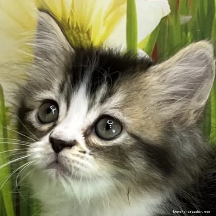 ID：2310-00157の子猫