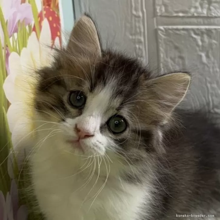 ID:2410-03372の子猫