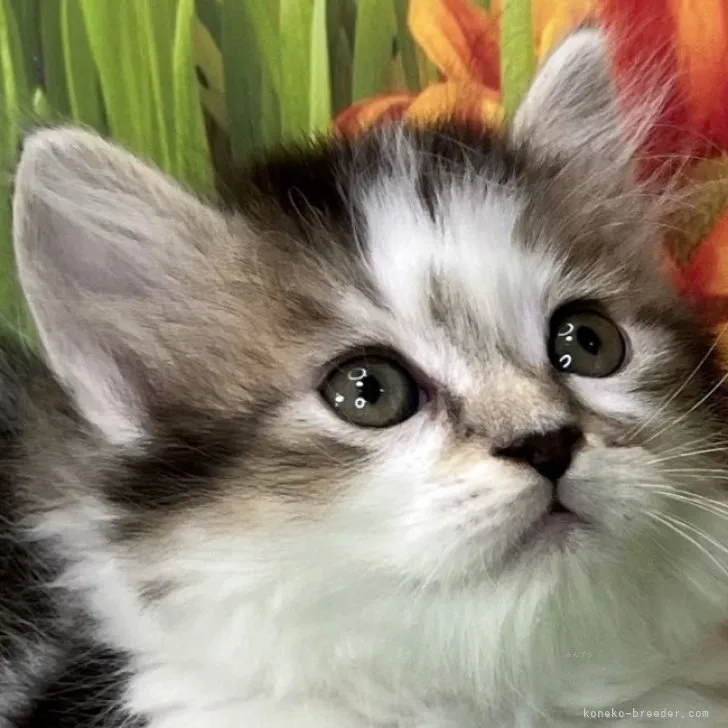 ID:2310-00158の子猫