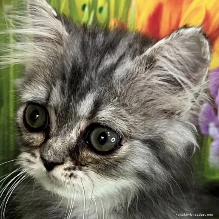 ID：2310-01928の子猫