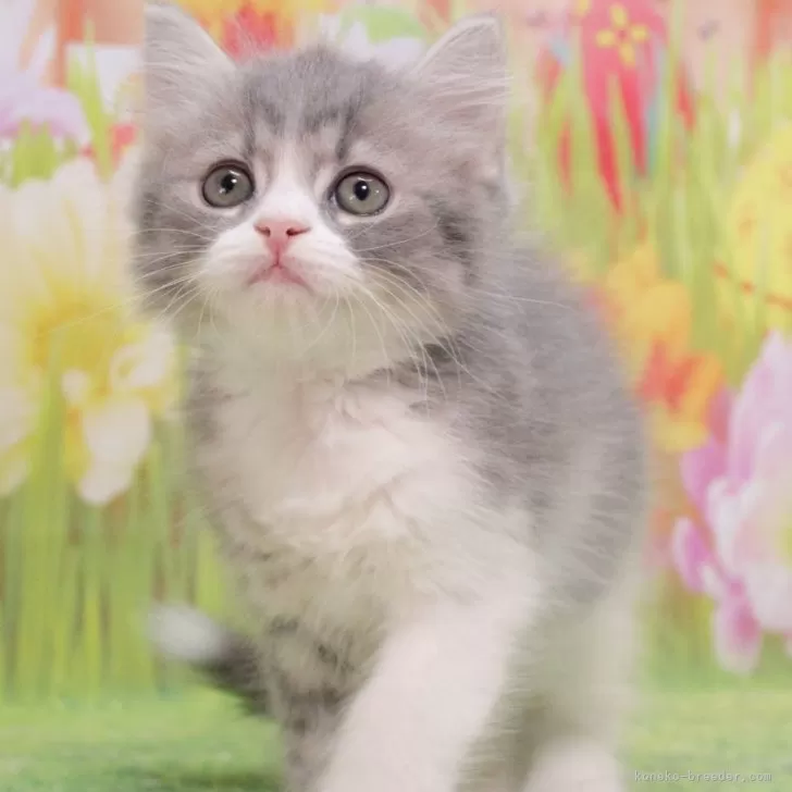 T.F 様のお迎えした子猫
