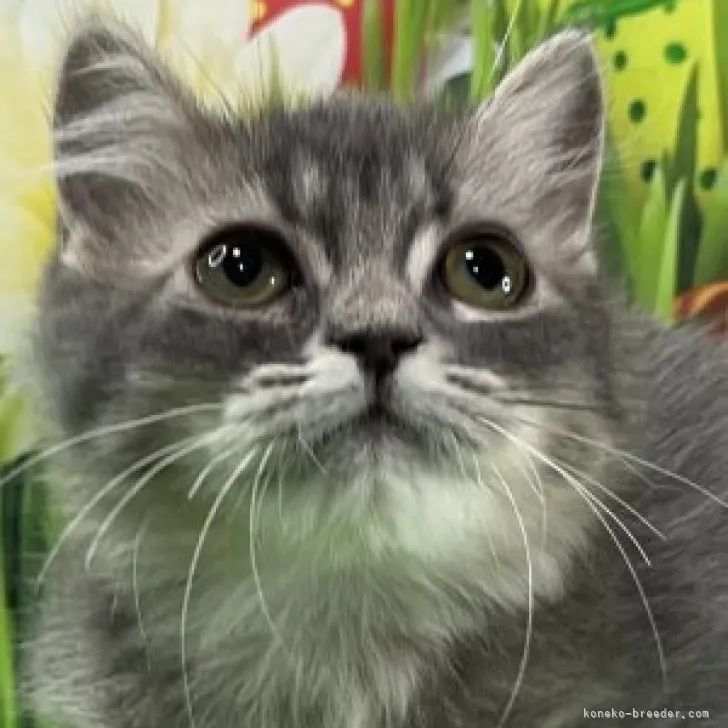ID:2308-00623の子猫