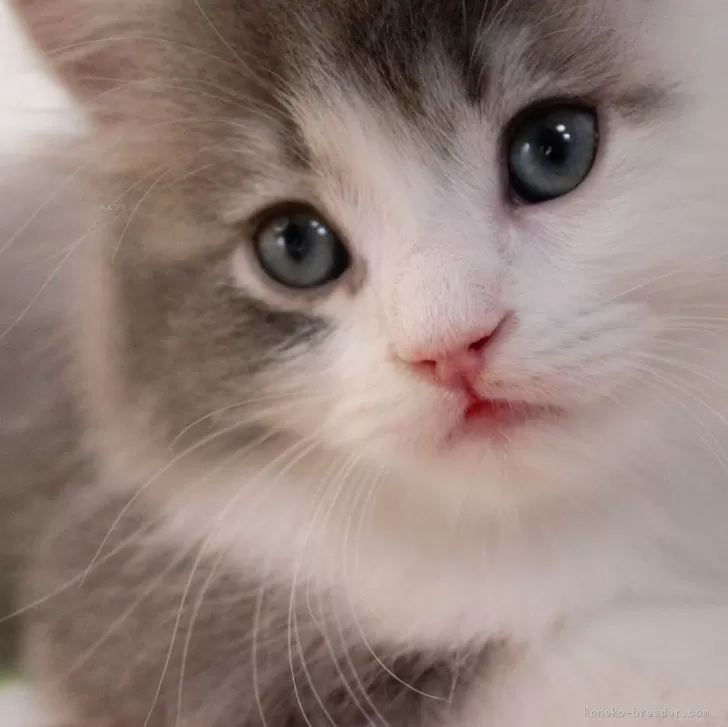 ID：2408-00006の子猫