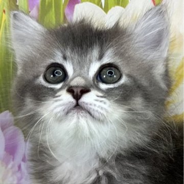 サイベリアン【宮崎県・男の子・2024年4月4日・ブルータビー】の写真「御家族決まりました🍀︎」