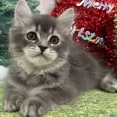 サイベリアン【宮崎県・男の子・2024年9月20日・ブルータビー】の写真1「現在体重約1.3ｋｇ✨ご飯をもりもり食べます♡」