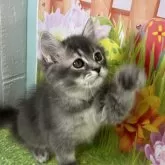 サイベリアン【宮崎県・男の子・2024年9月20日・ブルータビー】の写真5「男の子らしいがっしりとした体をしています♡」