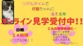サイベリアン【宮崎県・女の子・2025年4月16日・ブルータビー】の写真13「オンライン見学何時でも受け付けております🙇‍♀️」
