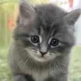 サイベリアン【宮崎県・男の子・2025年9月1日・ブルータビー】の写真9「可愛い男の子♥️」