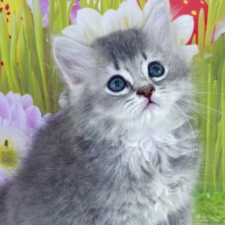 ID：2505-03582の子猫